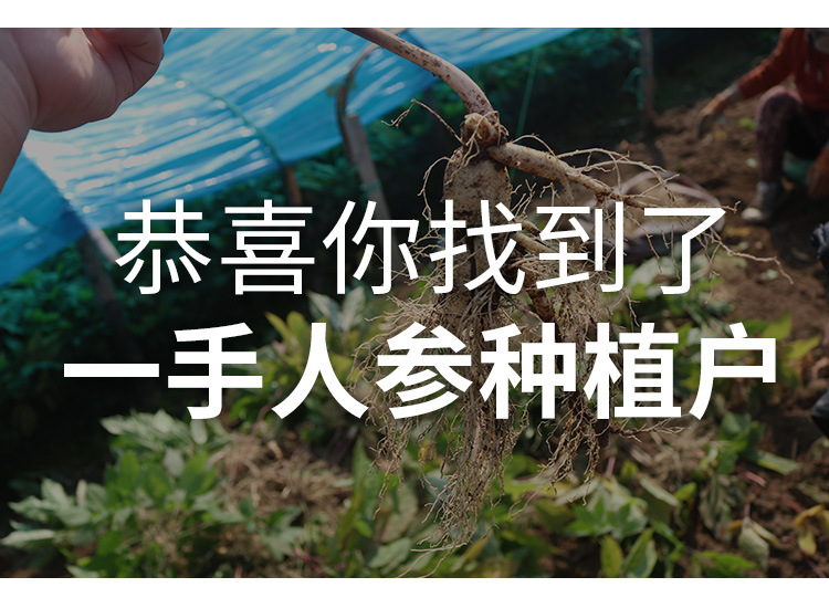 西洋参粒头_01.jpg