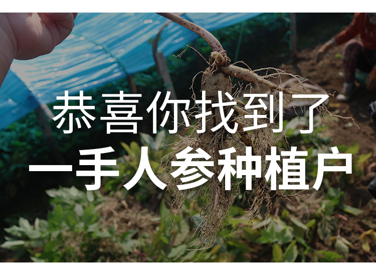 西洋参粉_01.jpg