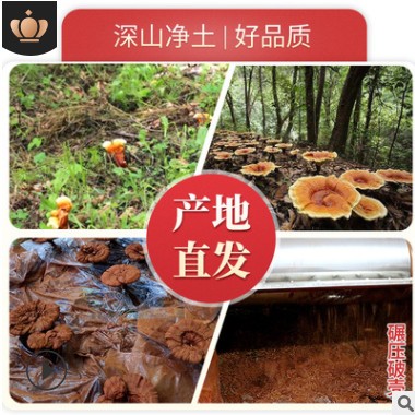长白山特产灵芝孢子粉灵芝头道林芝灵芝袍子粉灵芝粉500g现货