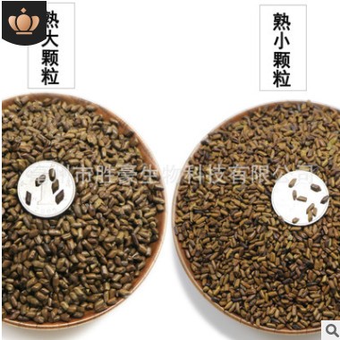 胜豪批发决明子草决明子茶用沙滩玩具枕头填充物泡茶厂家直销