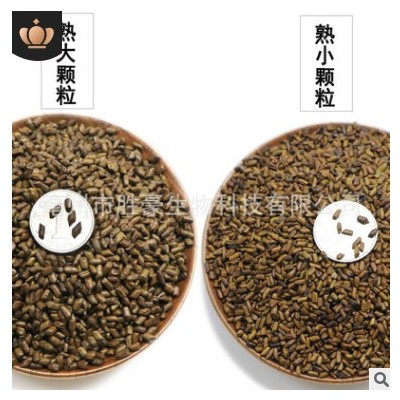 胜豪批发决明子草决明子茶用沙滩玩具枕头填充物泡茶厂家直销
