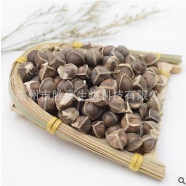 批发/花茶/传统滋补品/药食同源/辣木籽/辣木子/量大从优/代加工图2