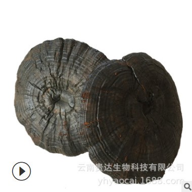 云南黑灵芝紫芝薄树芝赤芝可代发货源充足 灵芝批发 微苦灵芝图2
