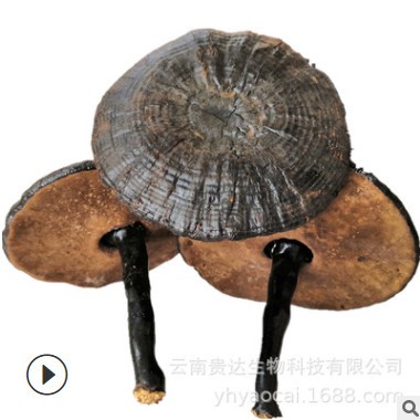 云南黑灵芝紫芝薄树芝赤芝可代发货源充足 灵芝批发 微苦灵芝