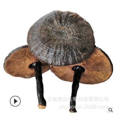云南黑灵芝紫芝薄树芝赤芝可代发货源充足 灵芝批发 微苦灵芝