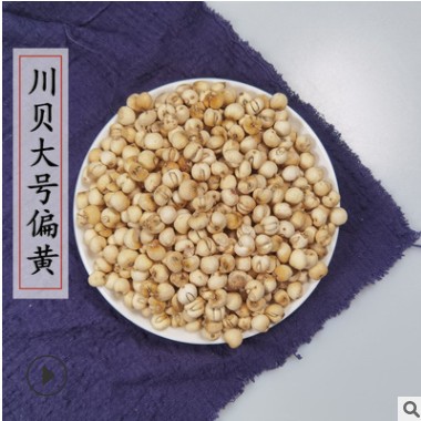 川贝批发贝母种植川贝母规格齐川贝母怀中抱月可帮磨川贝粉批发图3