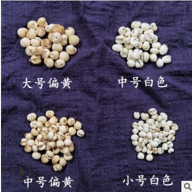 川贝批发贝母种植川贝母规格齐川贝母怀中抱月可帮磨川贝粉批发