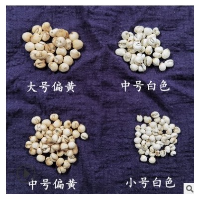 川贝批发贝母种植川贝母规格齐川贝母怀中抱月可帮磨川贝粉批发