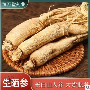 批发长白山原皮参白生晒参整枝全须人参片泡酒煲汤干人参图3