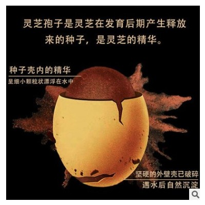 灵芝孢子粉破壁长白山正品250g散装林芝椴木赤灵芝孢子粉贴牌oem