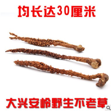 东北不老草大兴安岭不老草30cm草苁蓉批发不老草泡酒药材图3