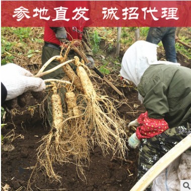 长白山新鲜人参现挖鲜参吉林带土鲜人参农户种植东北特产一件代发图2