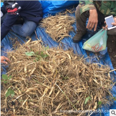 长白山新鲜人参现挖鲜参吉林带土鲜人参农户种植东北特产一件代发图3