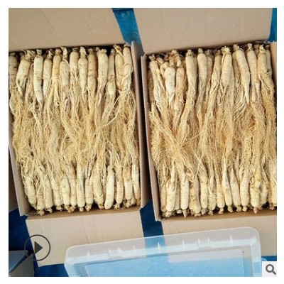 人参长白山白参500g25头生晒参全须白人参干人参整枝泡酒切片批发
