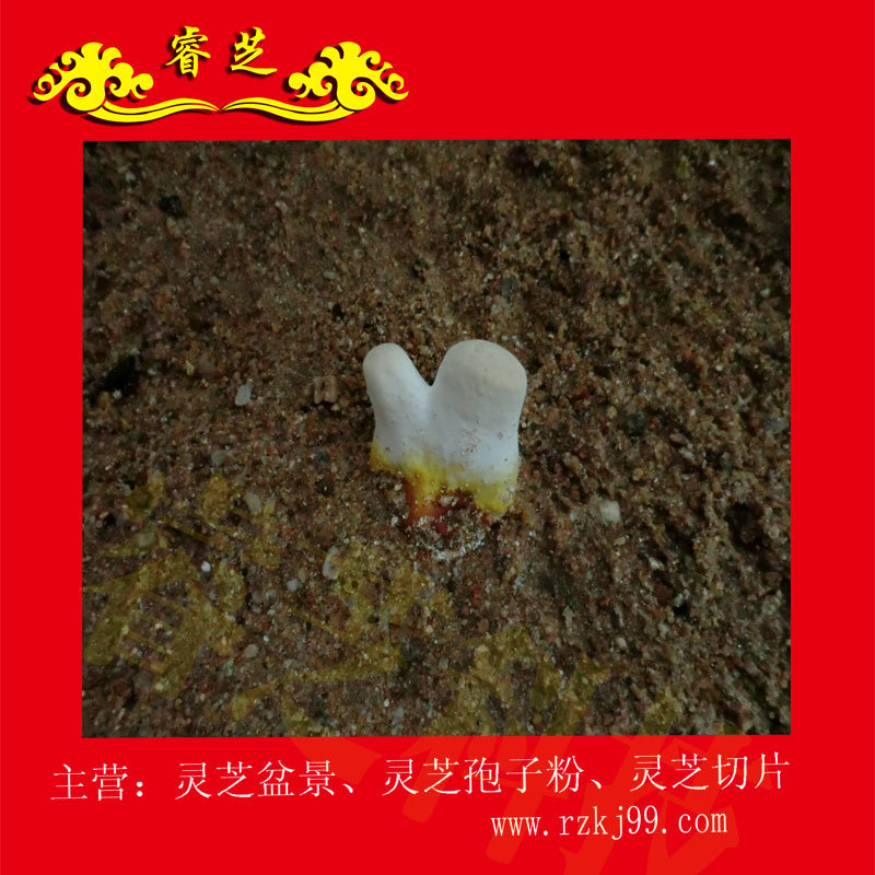 生长图20