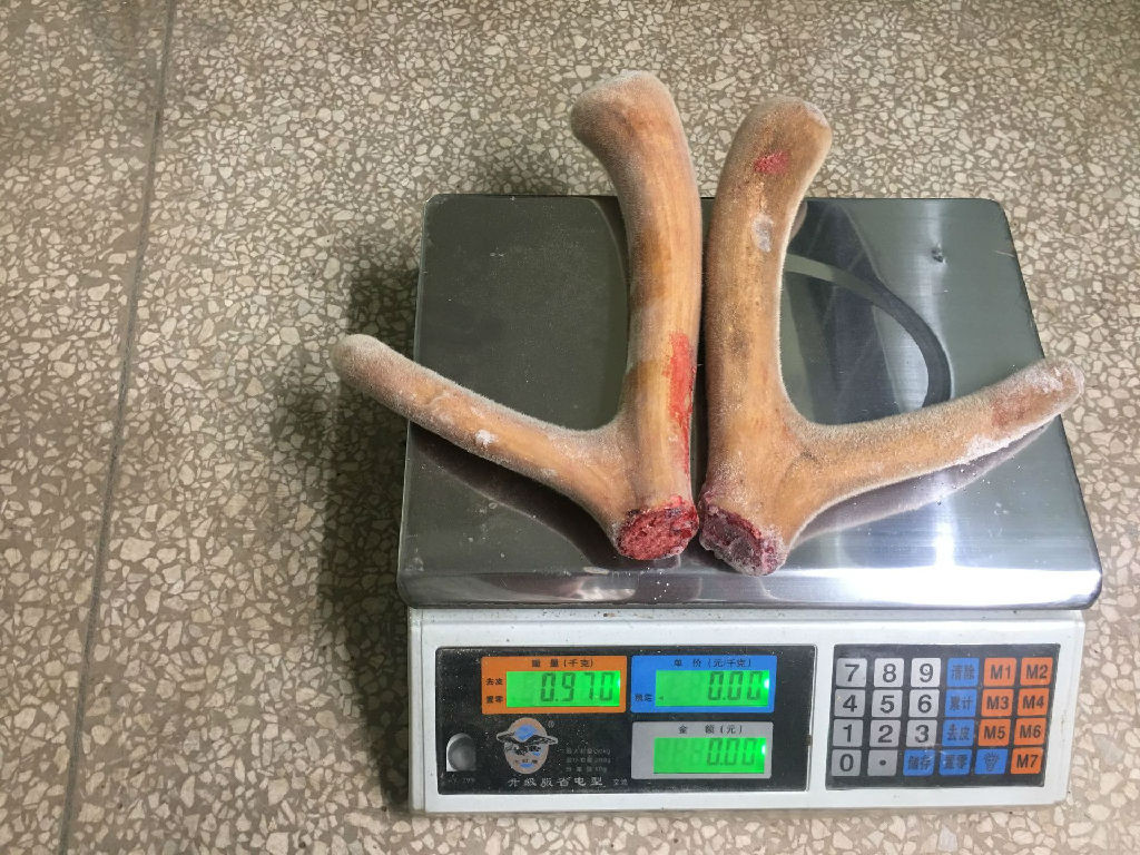 正宗鹿茸一件灵芝人参鹿茸泡酒