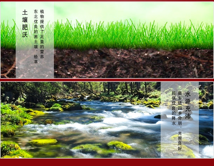 干鹿茸整枝营养滋补灵芝人参鹿茸泡酒