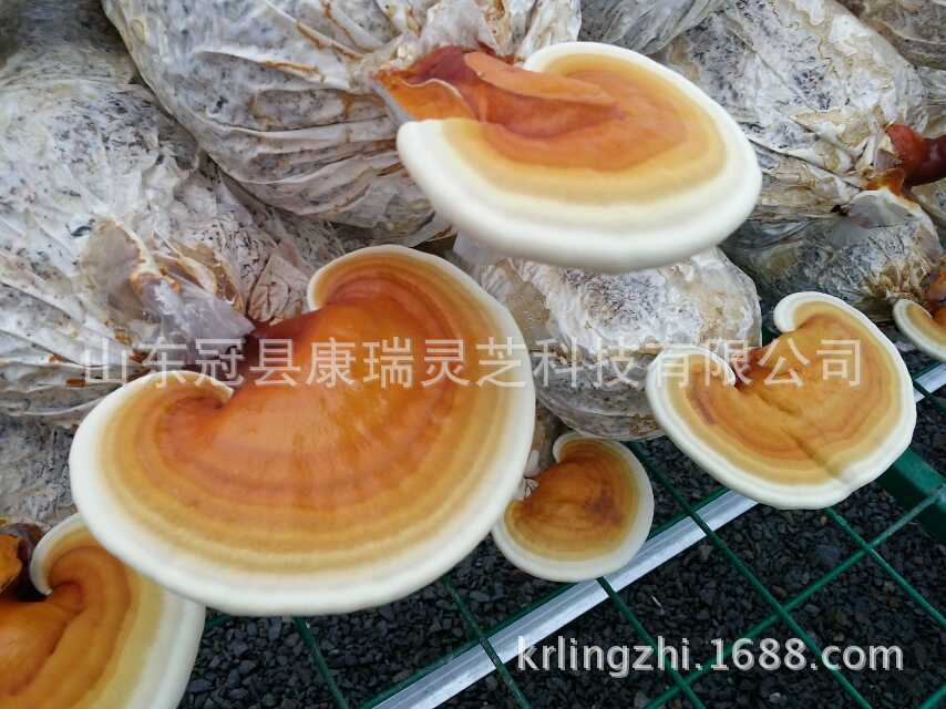 鲜灵芝28