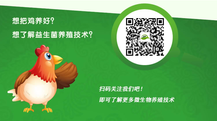 益生菌养鸡技术