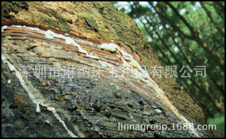 LINNA琳纳公司-002-泰国