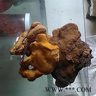 桑黄 森林黄金 野生桑树桑黄 桑耳 金边桑黄灵芝 产地 贵州省毕节地区威宁彝族回族苗族自治县图2