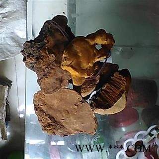 桑黄 森林黄金 野生桑树桑黄 桑耳 金边桑黄灵芝 产地 贵州省毕节地区威宁彝族回族苗族自治县图3