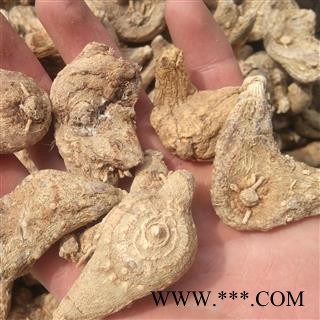 白芨个 白及大选个野生三叉芨 产地 贵州省毕节市图2