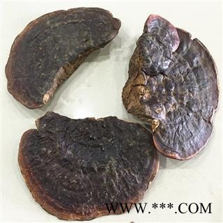 云南纯野生无柄赤芝 产地直销图2