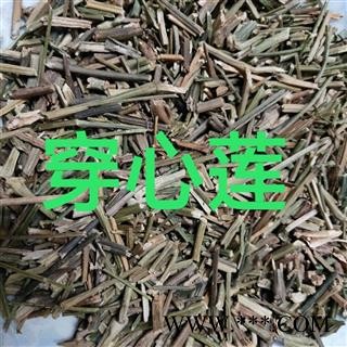 穿心莲 穿心莲前期统段 产地 广西壮族自治区图1