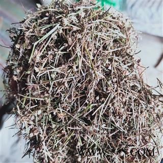 产地直销新货白花蛇草，舌草货干净无杂质图3