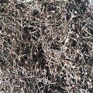 产地直销新货白花蛇草，舌草货干净无杂质图4