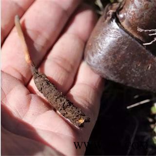 冬虫夏草 藏虫草选4000条 产地 西藏自治区 经营各种规格中药材 可代加工粗细粉 双鹏图3