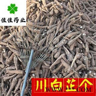 川白芷 正品选装大白芷个 大选个 新货 味道足 产地 四川省 川白芷个子图3
