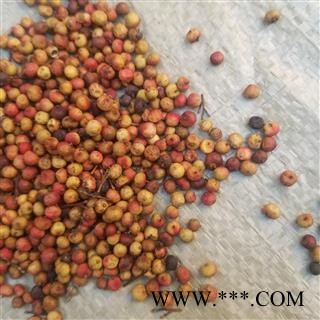 南烛子 无饭果 乌饭子 南天竹 南天烛 蓝田竹 杨桐 阑天竹 大椿 猫儿伞 小铁树 老鼠刺 珍珠盖凉伞 红杷子 天烛子 天竺子 红枸子 南竹子 钻只黄 南天烛子图2