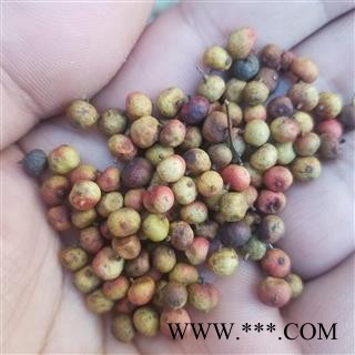 南烛子 无饭果 乌饭子 南天竹 南天烛 蓝田竹 杨桐 阑天竹 大椿 猫儿伞 小铁树 老鼠刺 珍珠盖凉伞 红杷子 天烛子 天竺子 红枸子 南竹子 钻只黄 南天烛子图4