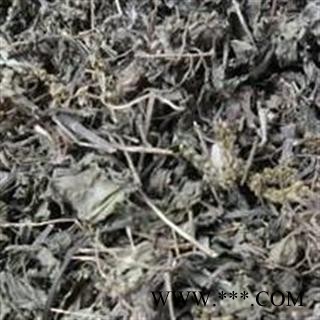 圣草康园前草 车轮菜 猪肚菜 车轱辘菜 灰盆草 牛舌菜 地胆草图2