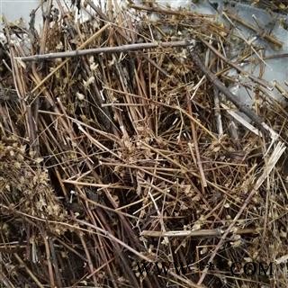 藏茵陈  天然 贾斗 孟根地格图图4