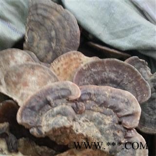 圣草康园无柄赤灵芝统个（500克/袋）无柄赤灵芝 无柄赤芝 云南 云南赤灵芝统个图2