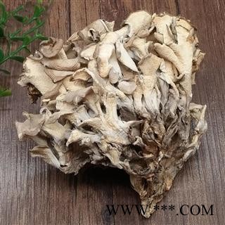 灰树花 贝叶多孔菌栗子蘑莲花菌叶状奇果菌图3