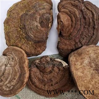 九盛堂中药材 树舌 赤色老母菌、白斑腐菌 皂角菌 扁木灵芝、扁芝图4