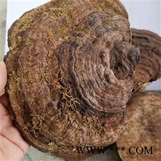 九盛堂中药材 树舌 赤色老母菌、白斑腐菌 皂角菌 扁木灵芝、扁芝图2