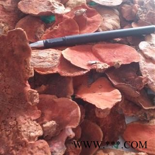 诺源药材行灵芝 台湾真菌牛樟芝  牛樟菇 樟芝图3