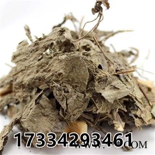 紫苏叶 干苏叶 干苏麻叶 中草药材 紫苏图2