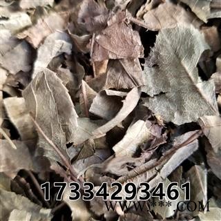 矮地茶 别称-不出林 平地木图2