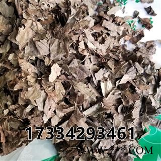 矮地茶 别称-不出林 平地木图4