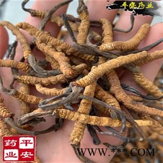 冬虫夏草 藏虫草精选3000条 今年新货 无硫【品质保证 卓越品质】图3