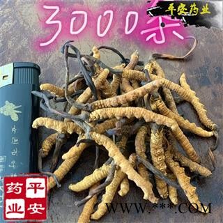 冬虫夏草 藏虫草精选3000条 今年新货 无硫【品质保证 卓越品质】图2