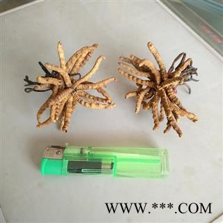 冬虫夏草 冬虫草 青海虫草精选4400条图2