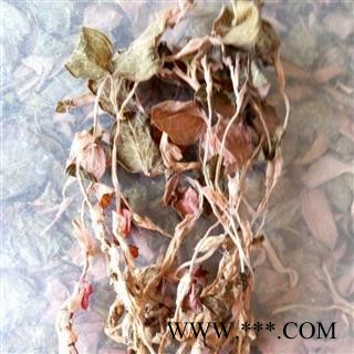 圣草康园金线莲 红霞金线莲 新货全株颜色好今年新货图2