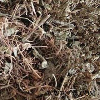 圣草康园芨芨草  枳芨草 枳机草 席箕草图2